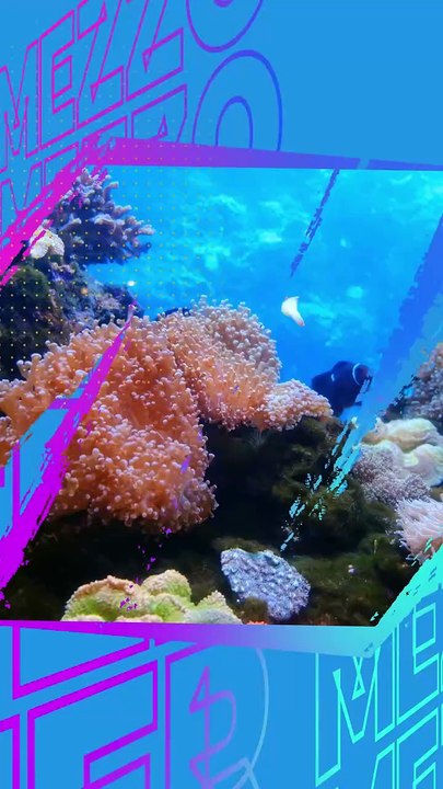 Mengenal Cochineal, Serangga Penghasil Warna Alami