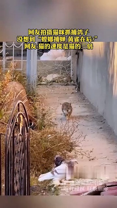 Very rare scene, the cat quietly approached the pigeon, grabbed it and ate it