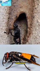 Jangan Terkejut Kalau Jumpa Gumpalan Lumpur Ini di Rumah!