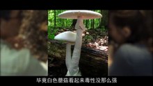 🎬【致命谜案🔥】《墨西哥太平间的九具尸体上》真实事件改编⁉️ 全员恶人，凶手竟藏身太平间💀｜惊悚反转不断，结局细思极恐！
