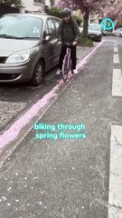 Biking through street flowers, pretty in pink.