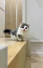My cute kitten#too funny minicat