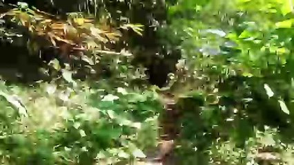 menuju sungai di sekeliling makam mbah bergas