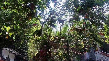 melihat tanaman dan sungai disekitar makam mbah bergas