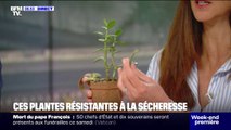Découvrez les sédums, ces plantes ultra-résistantes à la sécheresse