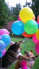 🐾 Pawsome Birthday Bash for Cat and Dog! 🎉