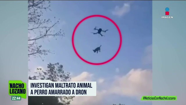 Jóvenes amarraron un perro a un dron en Xul-Há, Quintana Roo | Noticias con Nacho Lozano