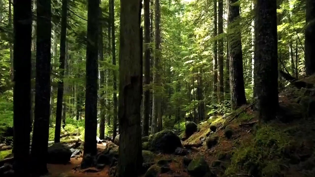 Mountainside greenery