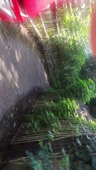 Jalan menuju makam Mbah bergas