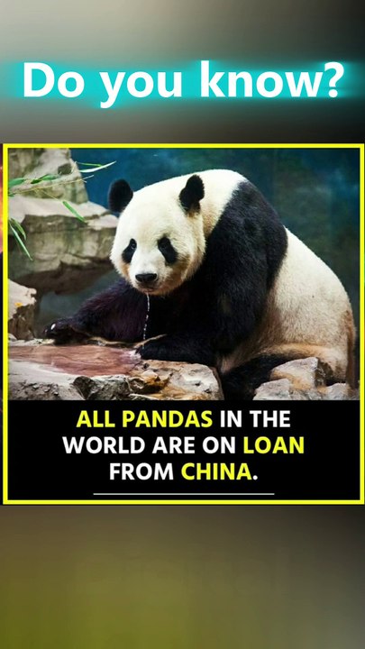 Every Panda in the World Is on Loan from China 🐼🇨🇳