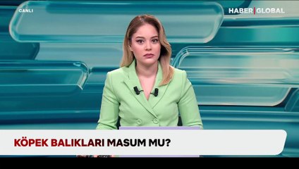 Köpek balıkları masum mu? "İnsanlardan korktukları ortaya çıktı"