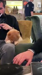 Very funny dog so cute moment 😅😁