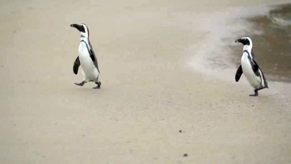 Adorable Penguins Performing a Ballet Walk 🐧