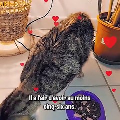 Nouvelle vie pour ce chat de rue 🥺💔