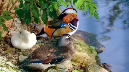 Colourful Birds