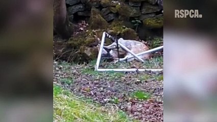 RSPCA rescue frightened deer tangled in football netting in Lancs garden
