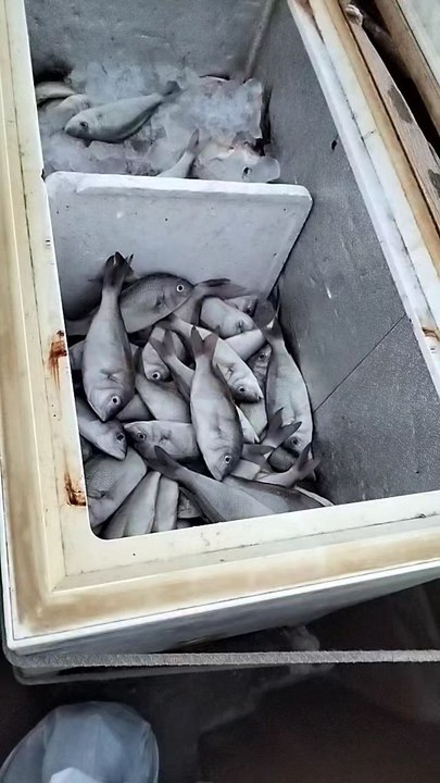 fresh fish in Sharjah (UAE)