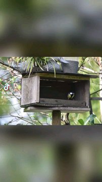 MIX de mes meilleures photos d'oiseaux lors de mon roadtrip en Indre du 11 au 16 avril