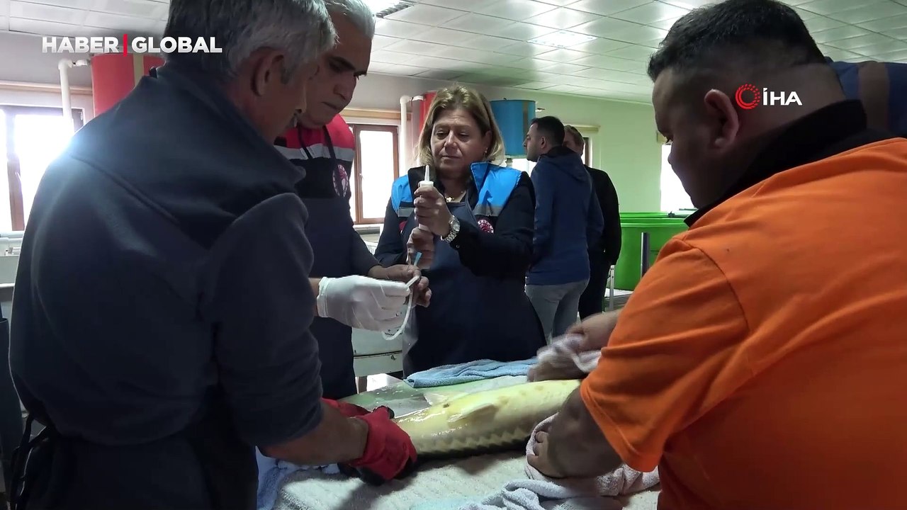 Amasya'da üretilen ‘Siyah inci'nin kilosu 2 bin dolar