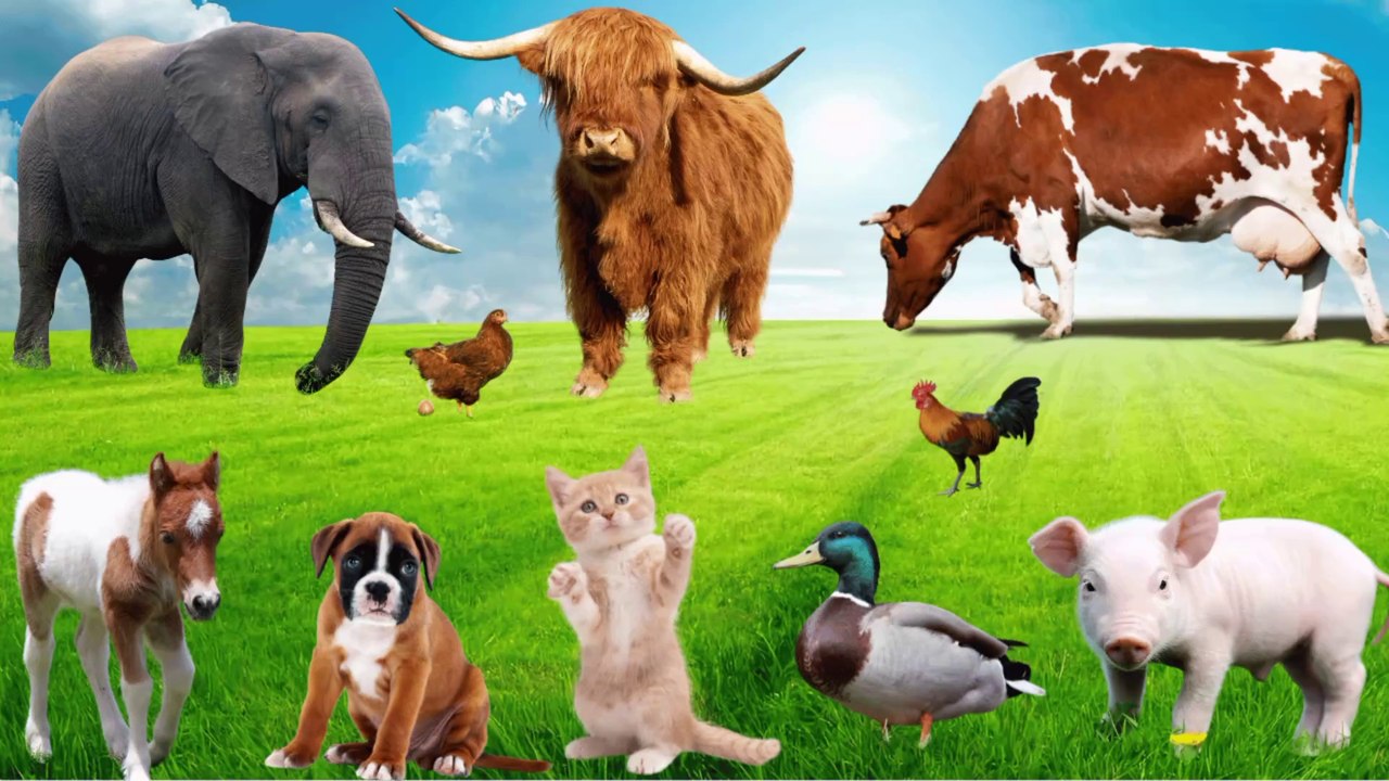 Compilation of Farm Animal Sounds: Cat, Chicken, Cow, Dog, Sheep, Pig, Deer, Duckm–Farm Animal Video