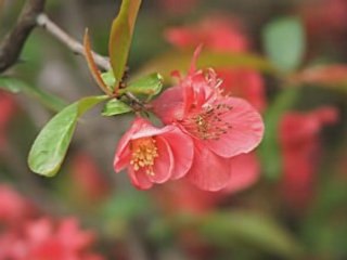 Beautiful Flowers Pictures, Flower Slideshow, Nature