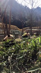 The daily life of pandas 🐼(41)   #Panda #Lovely