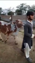 Cholistani Cross Bull Available for Sale in Islamabad