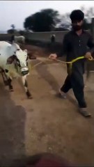 Cholistani Cross Bull Available for Sale in Islamabad