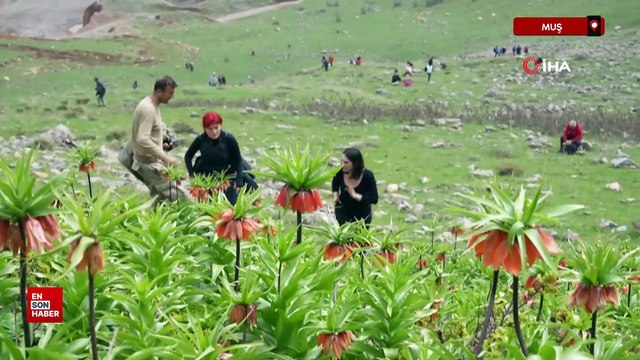 Muş'a ters laleleri görmek için 500 kilometre yol geldiler ama dokunamadılar