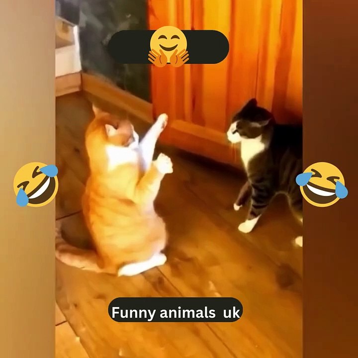 Funniest Cats and Dogs 🐶🐱 Funny Animal Videos #46