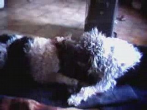 Bebel lave oreilles à Moogly musique Bernadette Soubirous