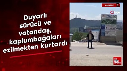 Karabük'te duyarlı sürücü ve vatandaş, kaplumbağaları ezilmekten kurtardı