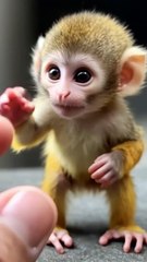 Meet the Lovable Baby Monkey! 🐒❤️ Adorable Moments in 11 Seconds!