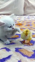 Cat funny videos cat dog cat lover