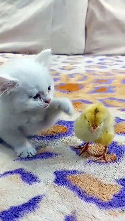 Cat funny videos cat dog cat lover