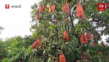 નવસારી કેસર કેરીની વિદેશમાં માગઃ ખેડૂતો હવે એક્સપોર્ટ ક્વોલિટી તરફ વળ્યા