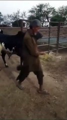 Indigenous Spotted Bull Available for Sale in Islamabad