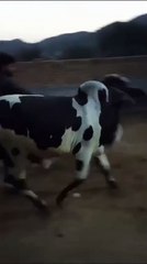 Panda-Like Bull Available for Sale in Islamabad