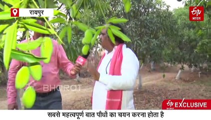 Agriculture Explainer: धान का कटोरा छत्तीसगढ़ बन सकता है फलों के राजा आम का गढ़, जानिए कैसे यह होगा संभव ?
