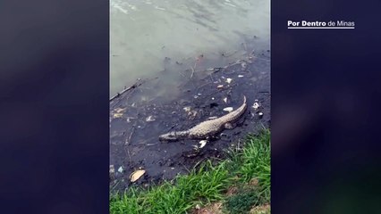Jacaré dorme e é dado como morto na Lagoa da Pampulha, em BH