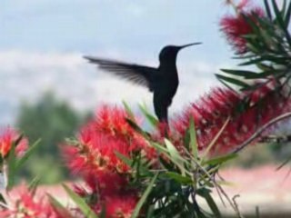 Birds Pictures, Birds Singing, Bird Sounds