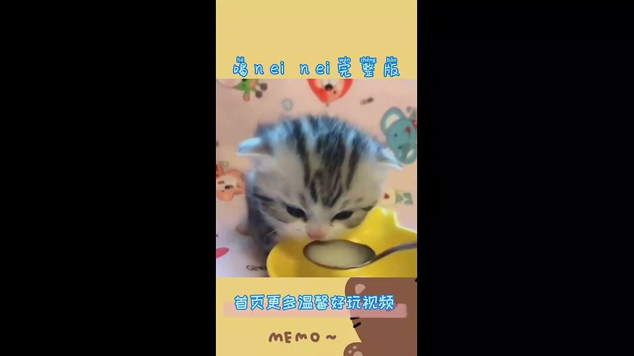 funny pets8