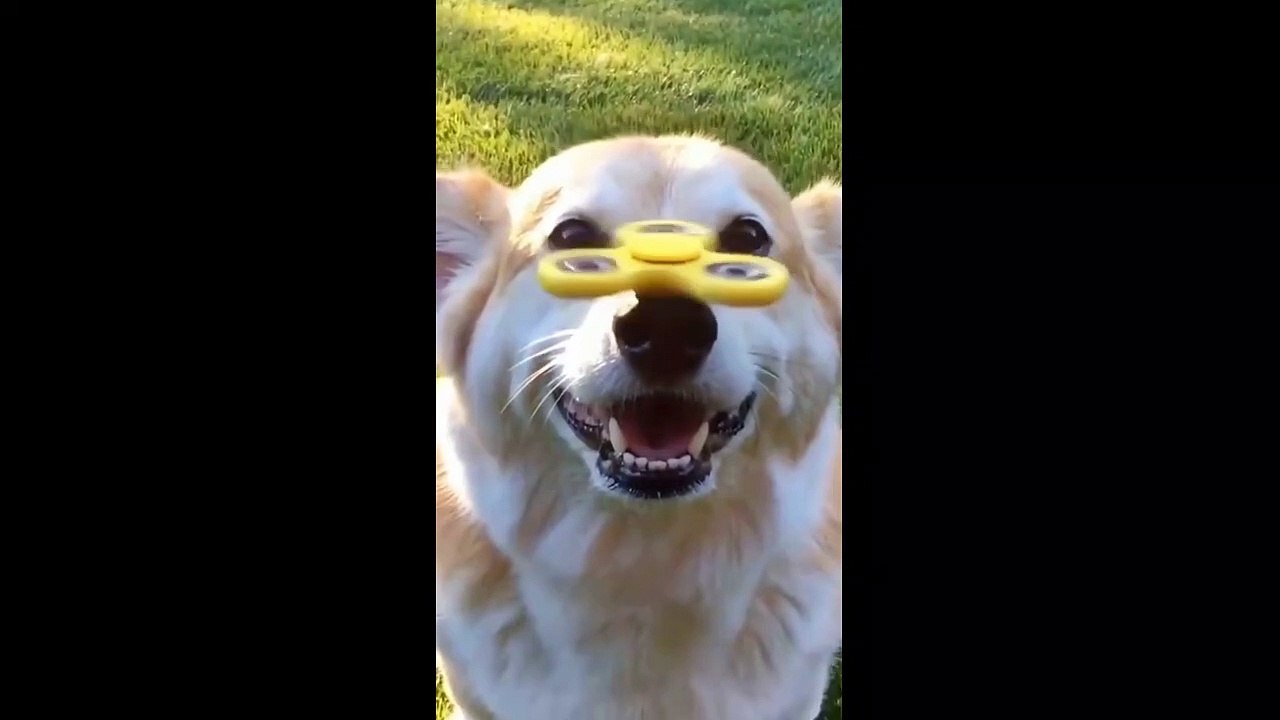 funny pets6