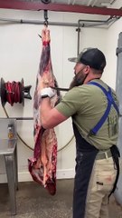 Bison Round Tip and Tri-Tip🥩 #shorts #bison #tritip #roundtip