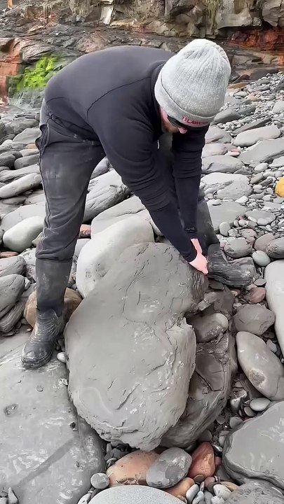 We found this hidden within a huge boulder and excavated it! 🏝️ Inside this Jurassic rock