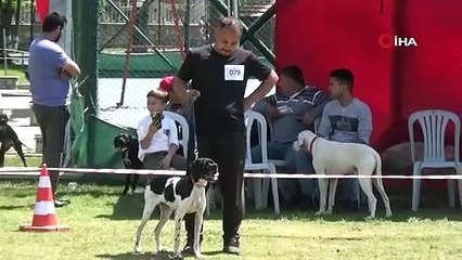Aydın’da köpekler podyuma çıktı