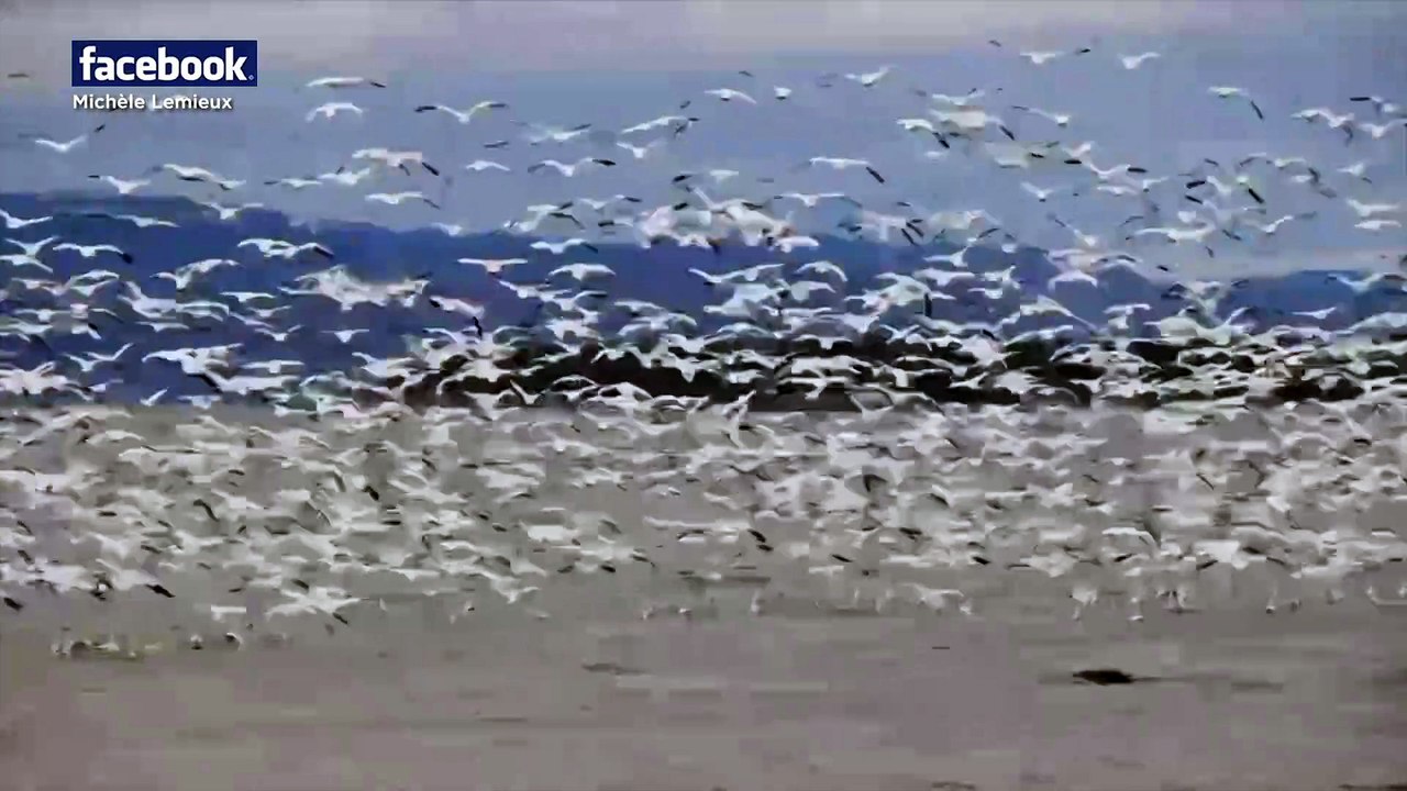 Des milliers d'oies blanches donnent un spectacle le Kamouraska