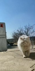 Who can refuse a silly kitten cat, a stray cat is home, they have their own room.
