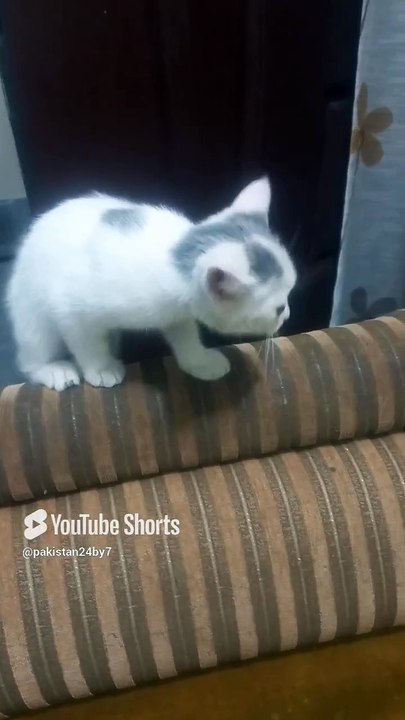 Daisy the Persian Cat 🐈 😻