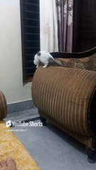 Kitty-The Daisy Persian Cat- The Cat lovers